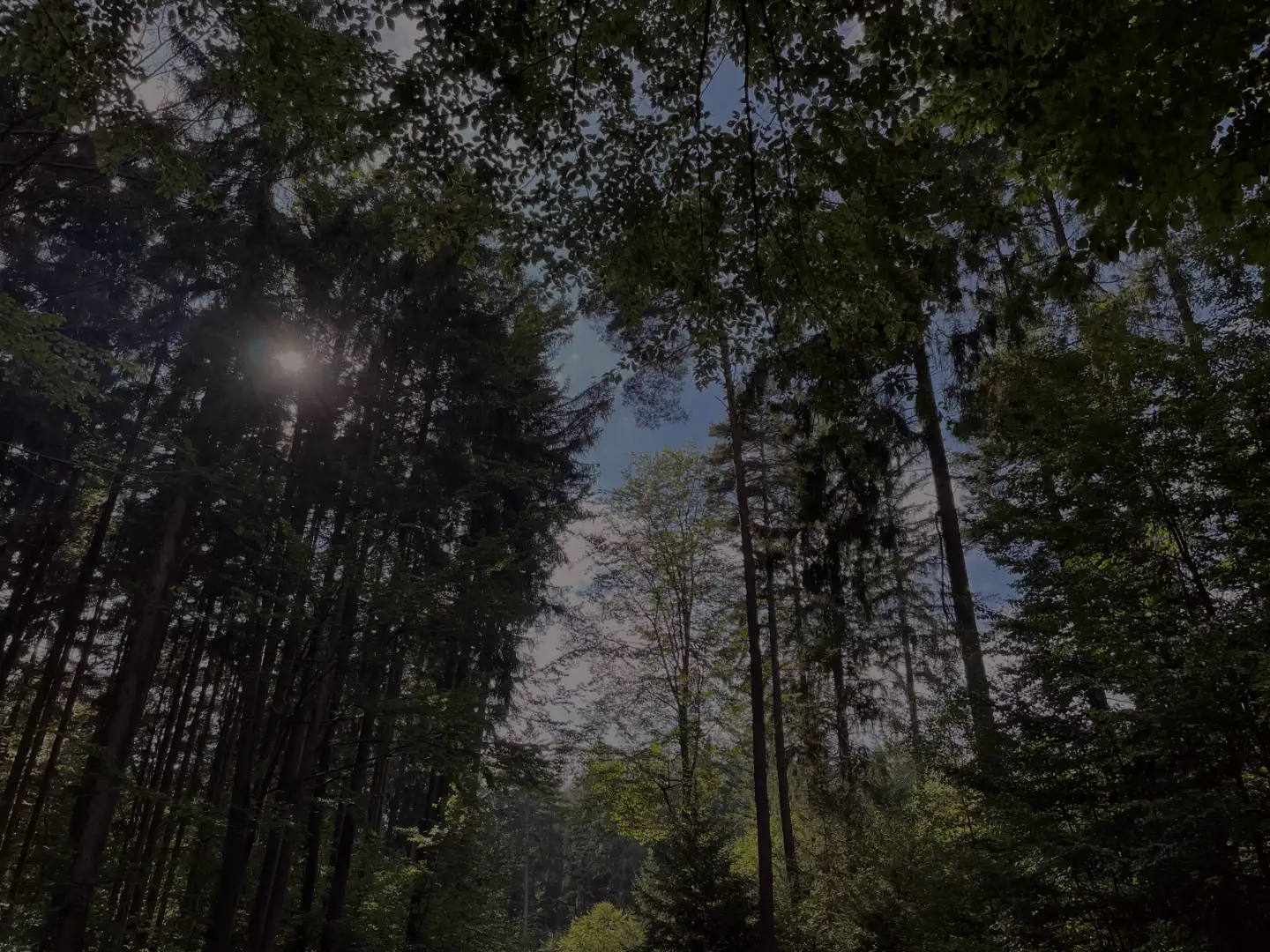 Looking up into the treetops, with the sun shining through the branches