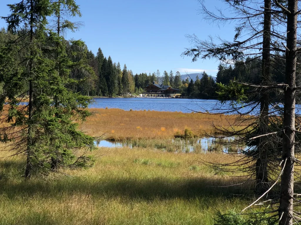 Lake with a boggy meadow, surrounded by forest