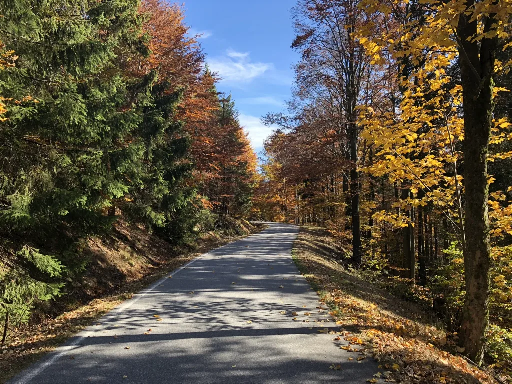 Path through the colourful autumn forest