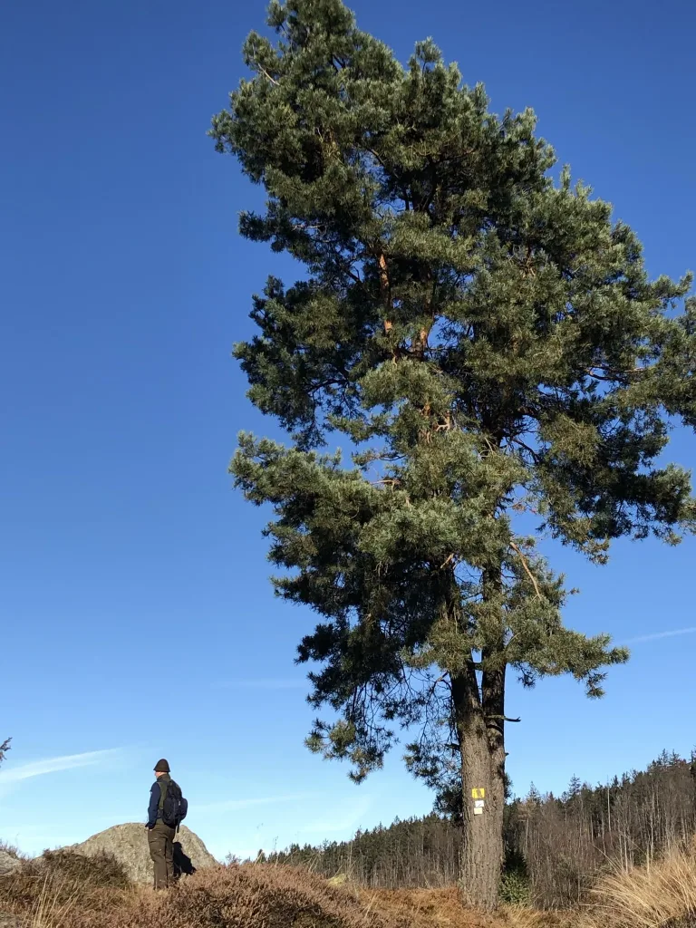 Tall pine next to a rock, with a hiker beside it