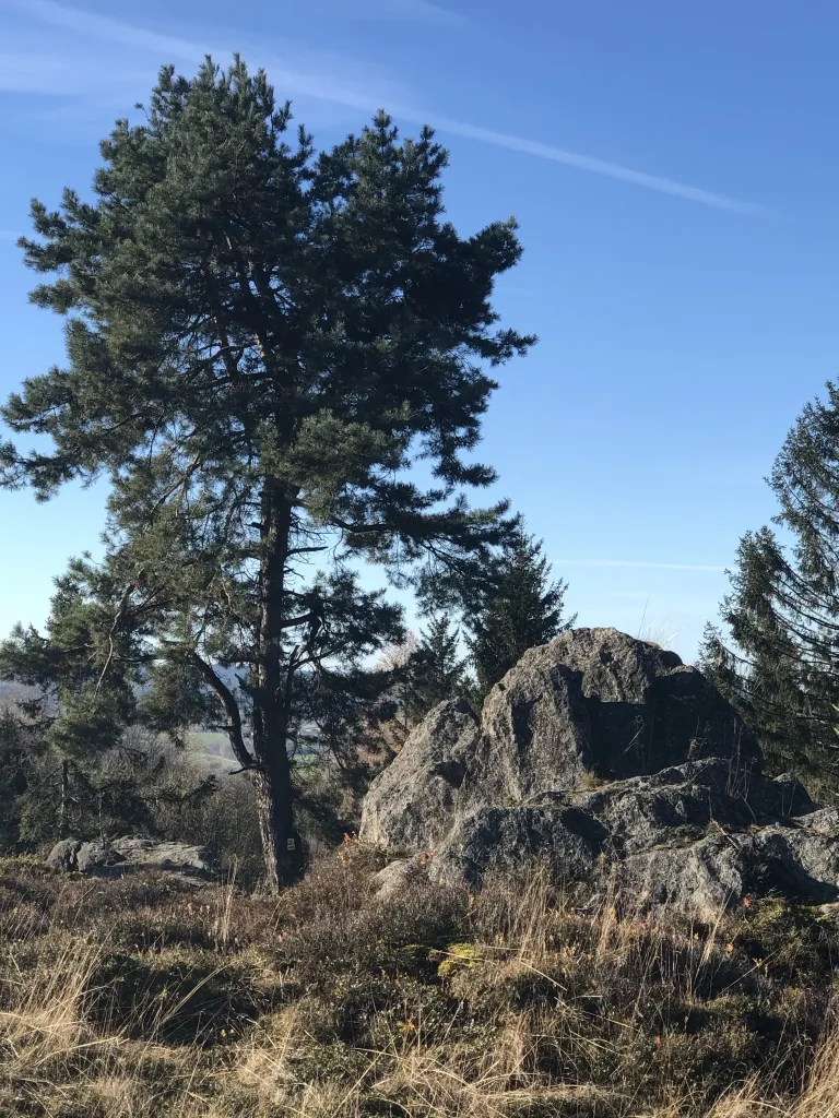 Pine tree between rocks under a blue sky