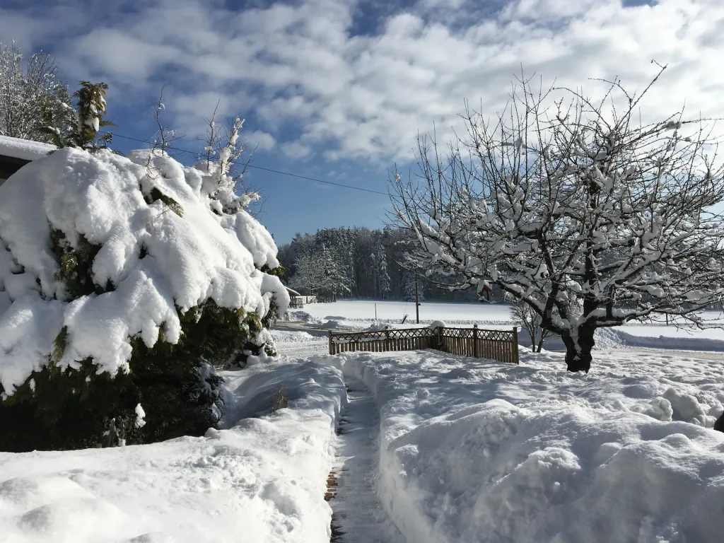 Garden deep in snow with a fruit tree