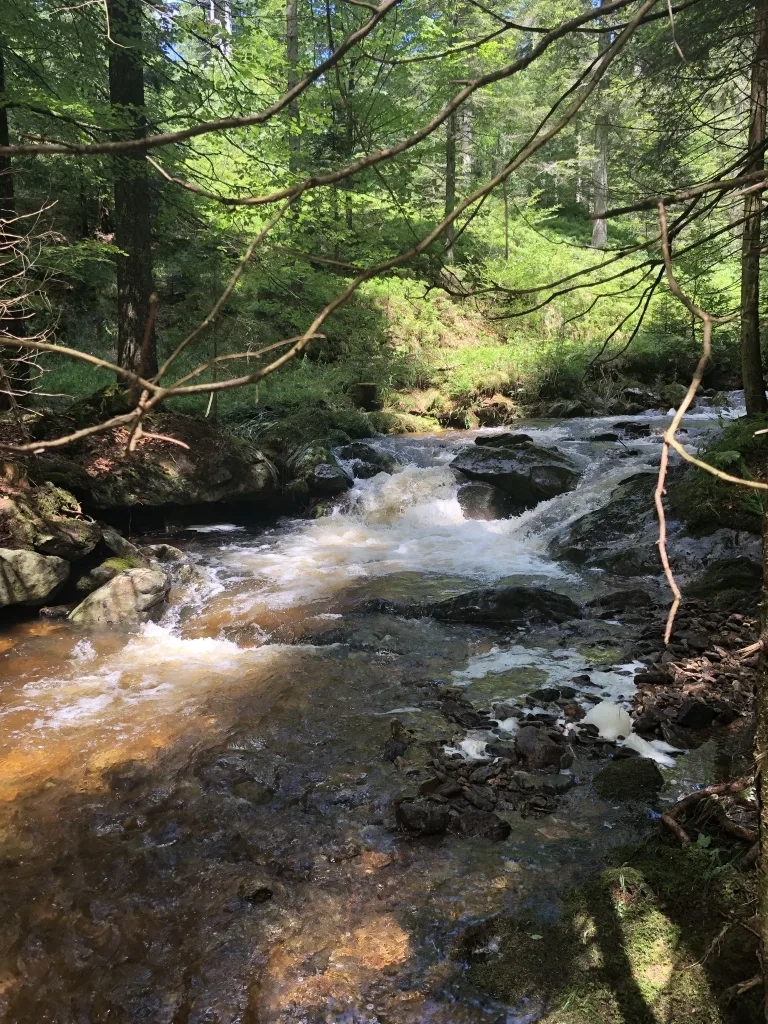 Forest stream with small rapids