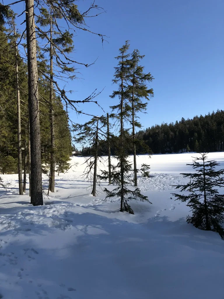 Snow-covered clearing with young spruces