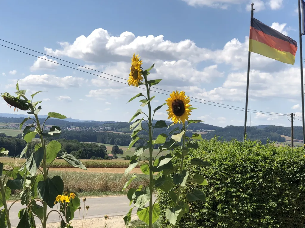 Sunflowers in front of a wide, hilly landscape