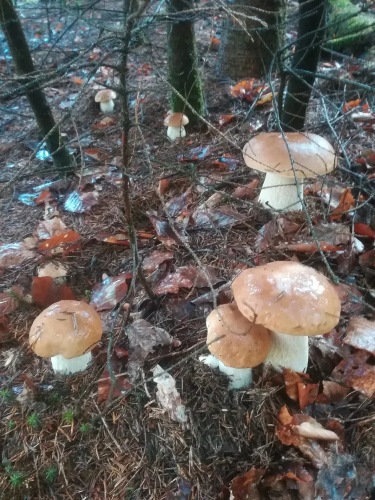 Porcini mushrooms on the forest floor